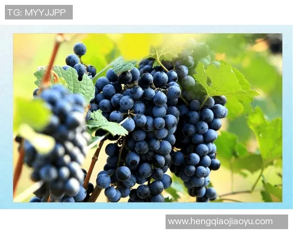 周丽独家分享篮球心得与技巧助你提升球技的全面指南